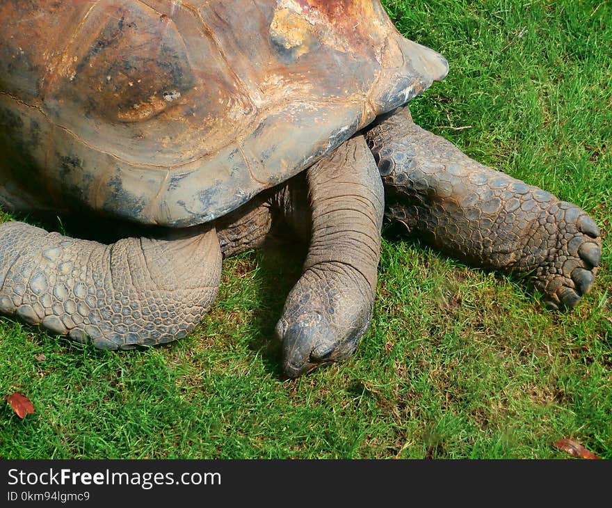 Tortoise, Turtle, Terrestrial Animal, Fauna