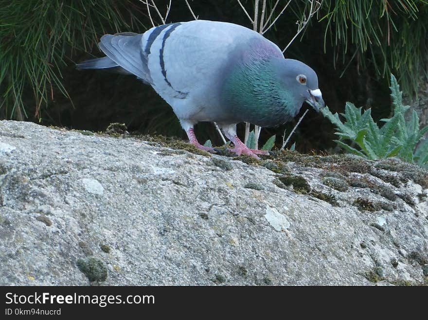 Bird, Pigeons And Doves, Beak, Fauna