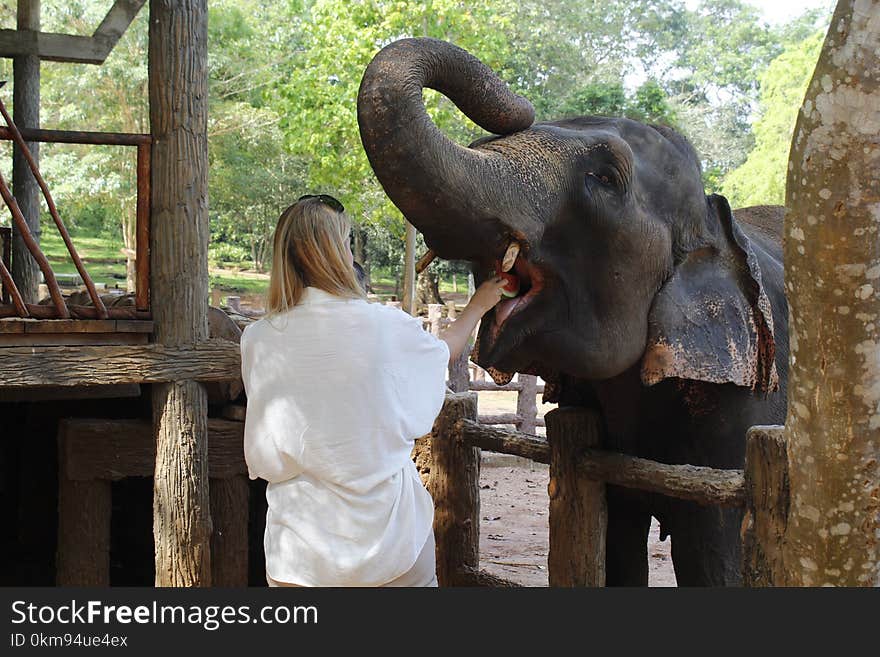 Elephant, Elephants And Mammoths, Indian Elephant, Mammal