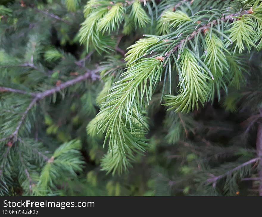 Tree, Spruce, Pine Family, Conifer