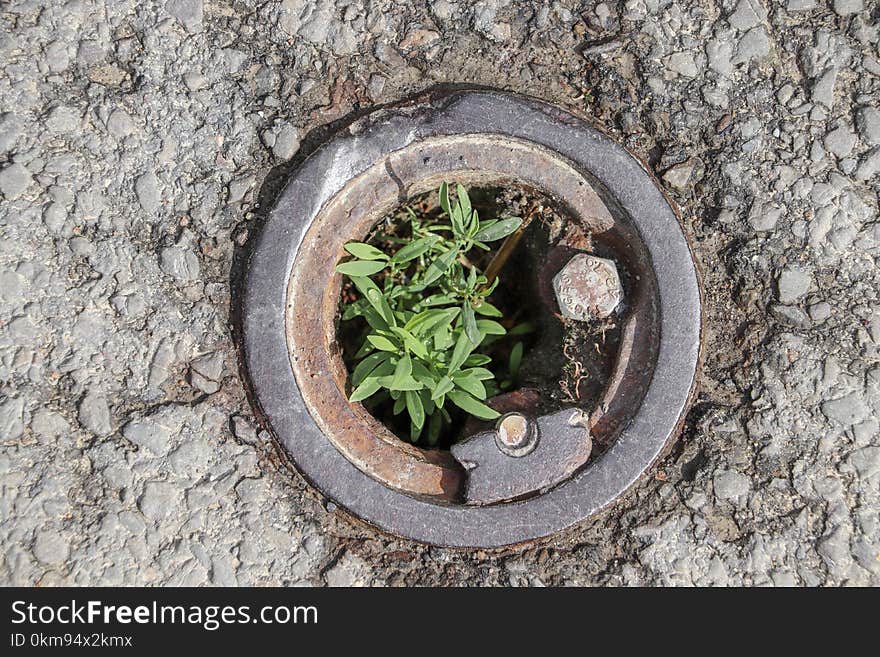 Plant, Flora, Grass, Soil