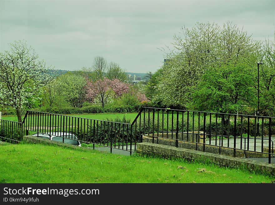 Green, Nature, Tree, Grass