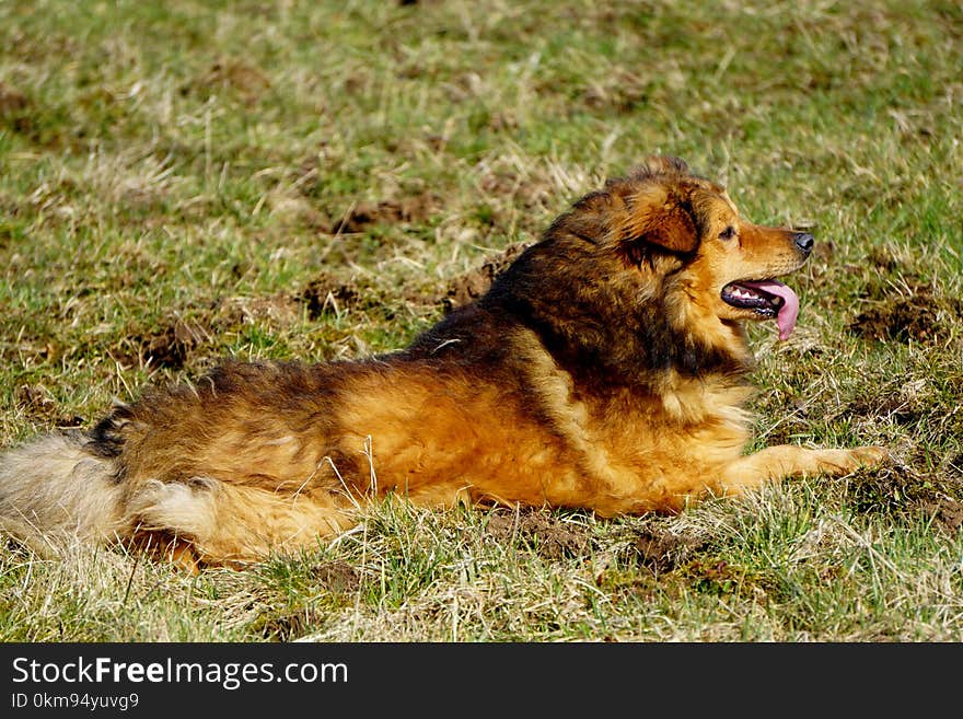 Dog, Dog Breed, Dog Breed Group, Dog Like Mammal