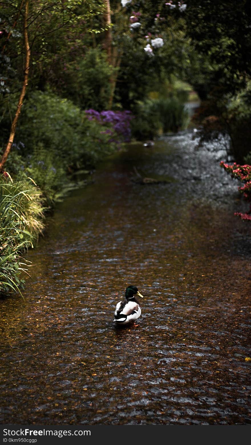 Water, River, Waterway, Nature