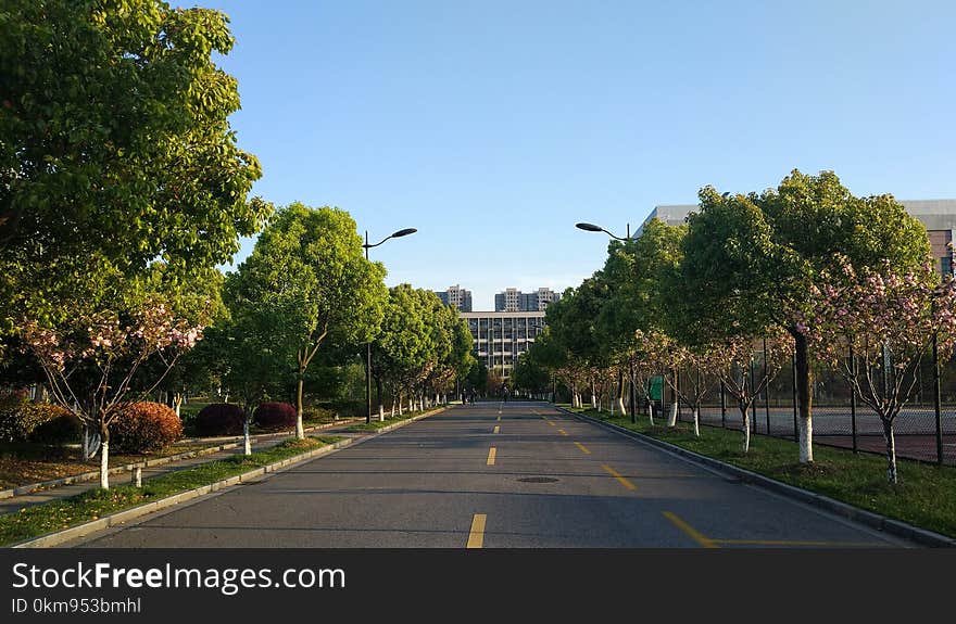 Tree, Sky, Woody Plant, Road