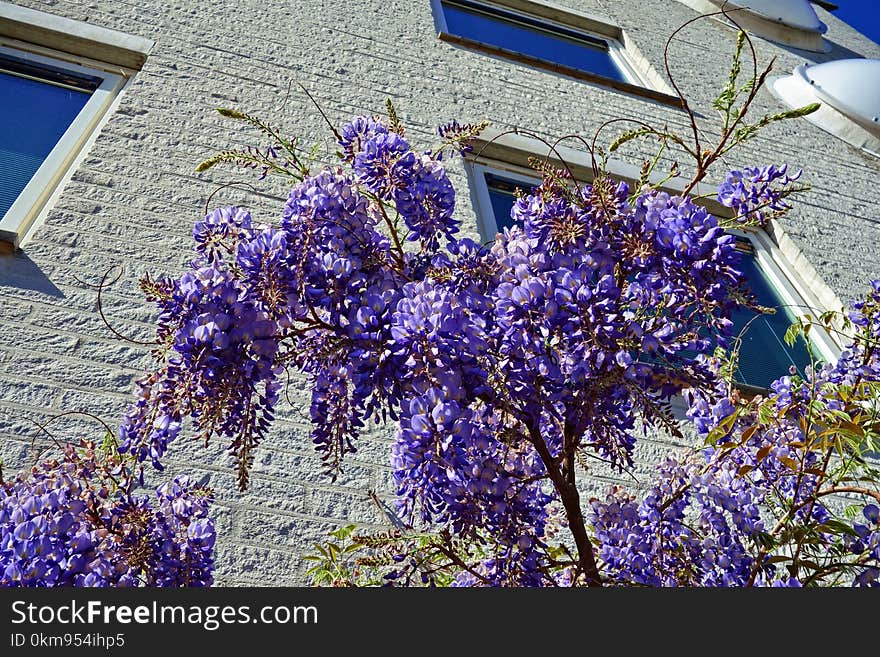 Flower, Plant, Blue, Purple