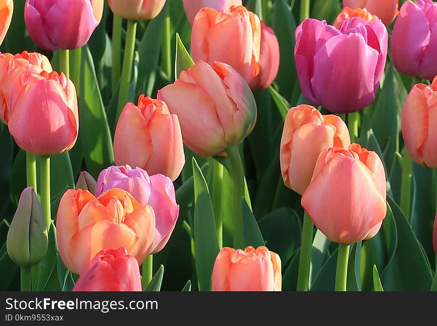 Flower, Tulip, Flowering Plant, Plant