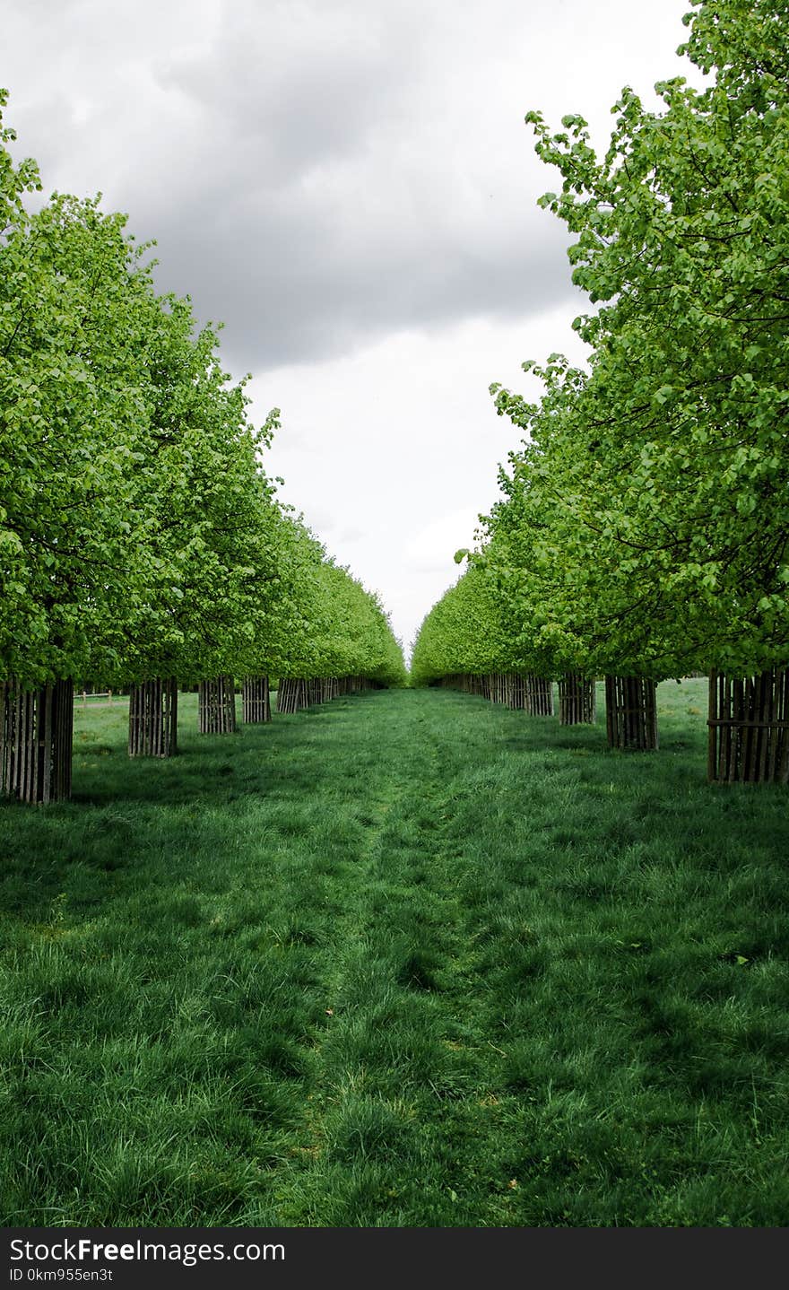 Green, Nature, Tree, Vegetation