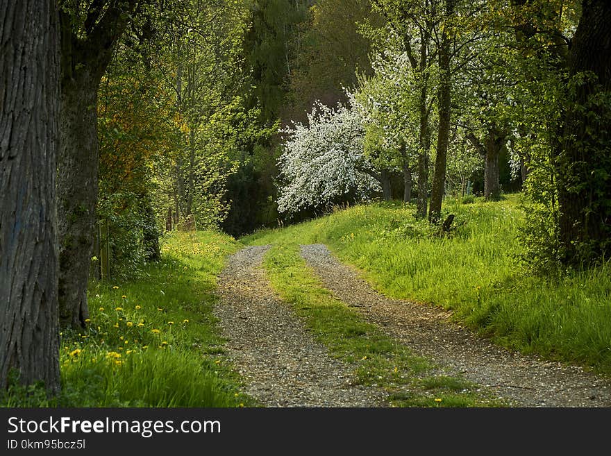 Path, Nature, Ecosystem, Woodland