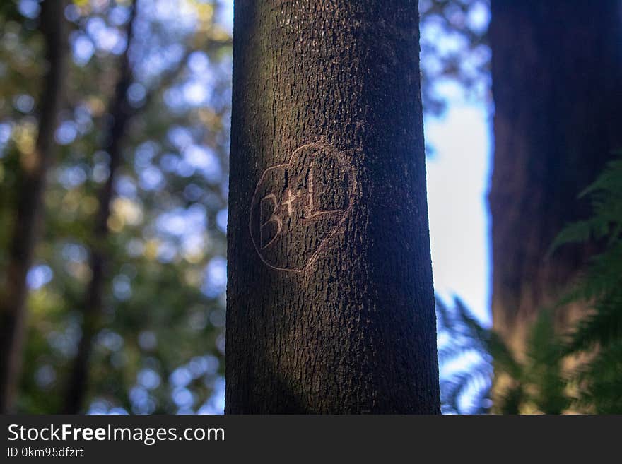 Tree, Woody Plant, Trunk, Branch