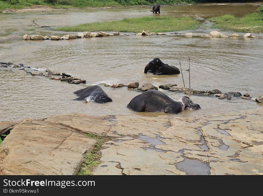 Fauna, Wildlife, Safari, Hippopotamus