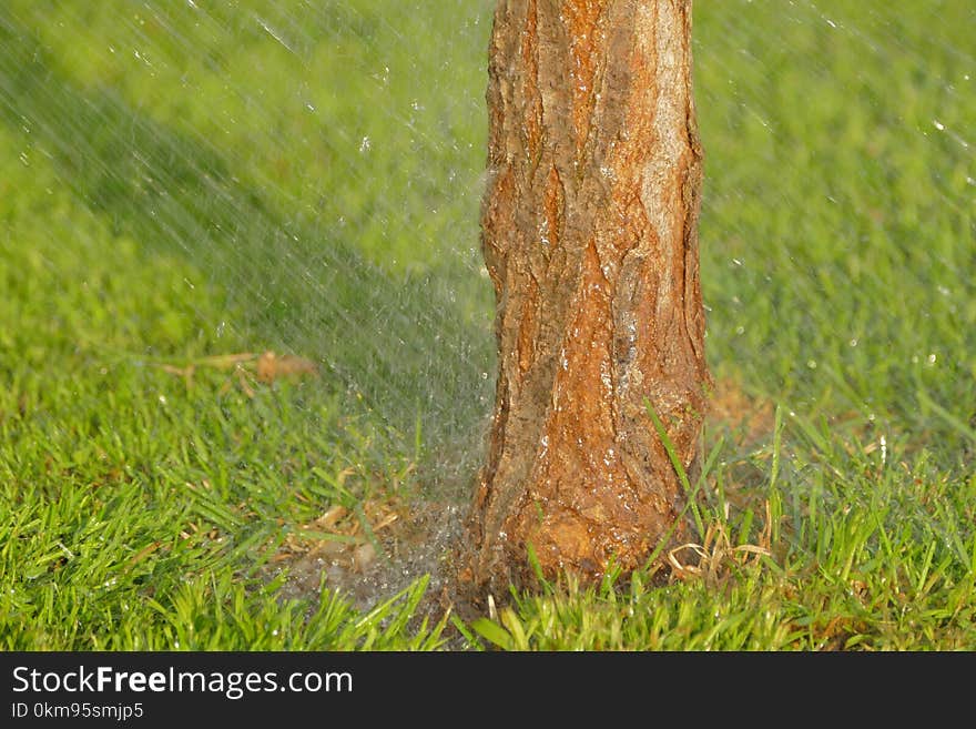 Grass, Tree, Trunk, Leaf