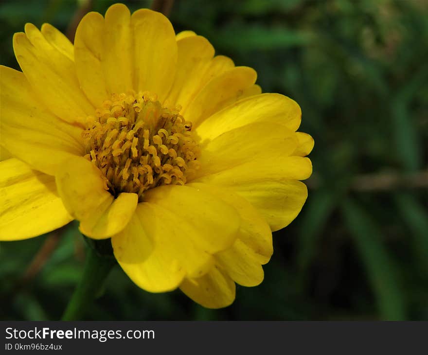 Flower, Yellow, Flora, Wildflower