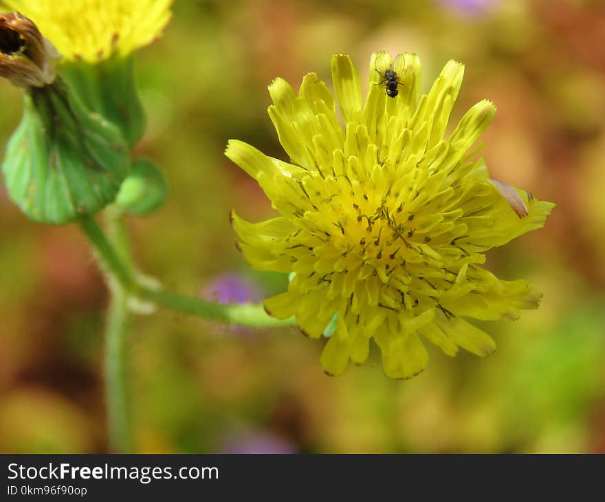 Flower, Yellow, Sow Thistles, Flora