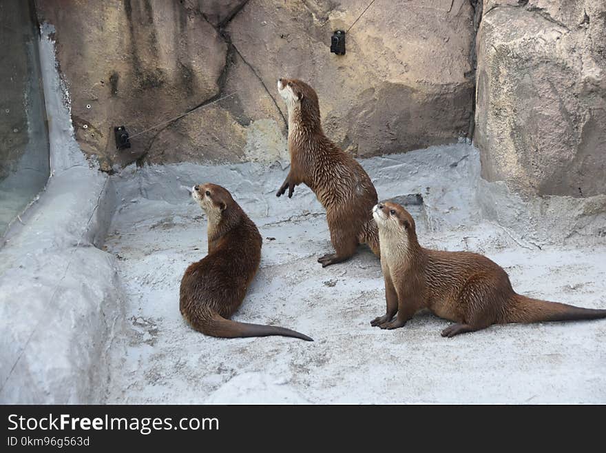 Fauna, Mammal, Otter, Mustelidae