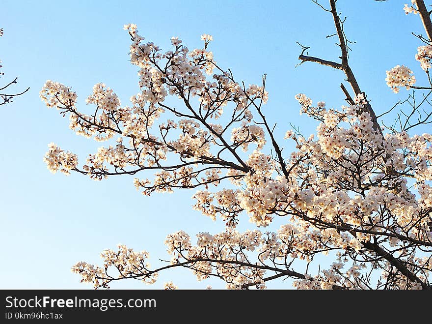 Blossom, Branch, Tree, Sky