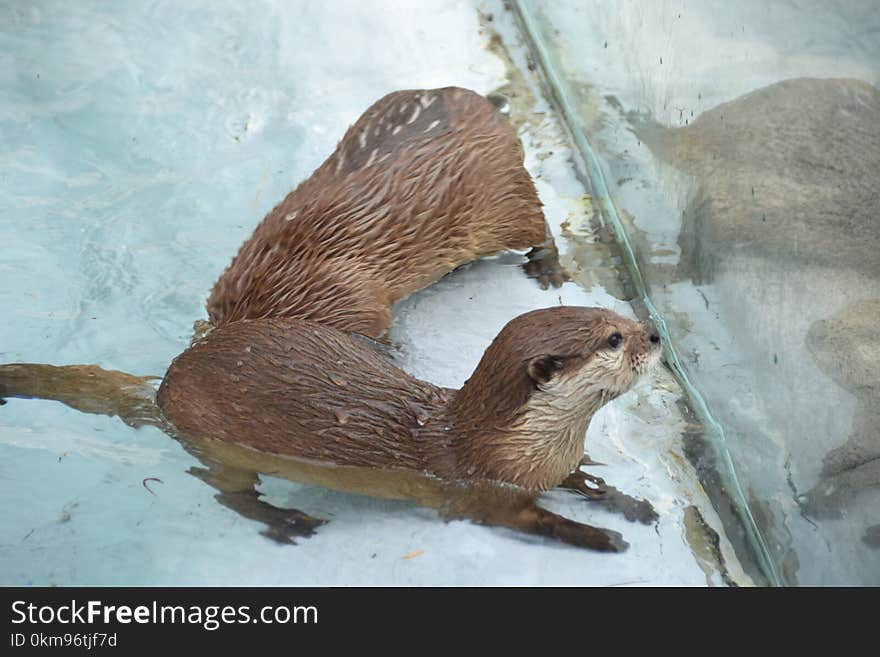 Otter, Fauna, Mammal, Mustelidae