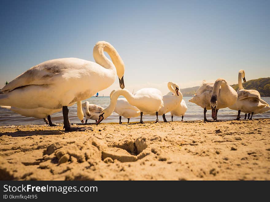 Swans walking on beach