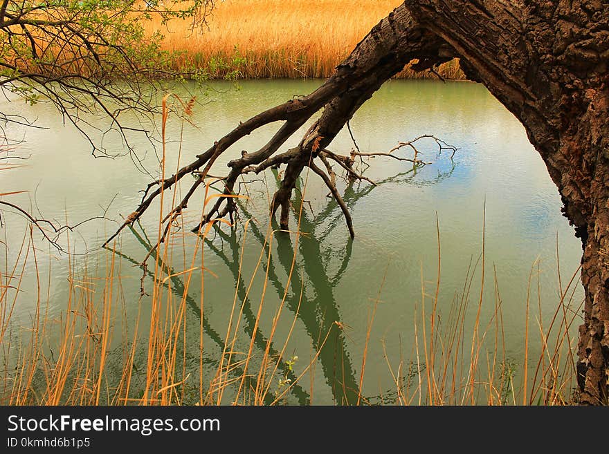 Tree with roots in the water and reflections in the river Cabriel. Tree with roots in the water and reflections in the river Cabriel