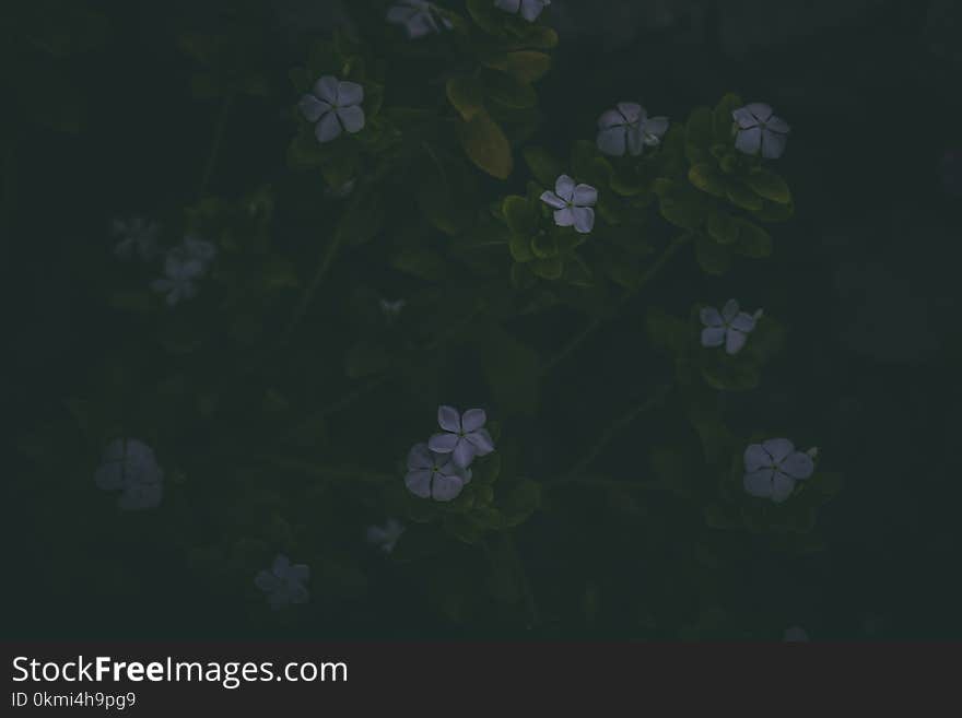 Small Purple Flowers With Green Stems