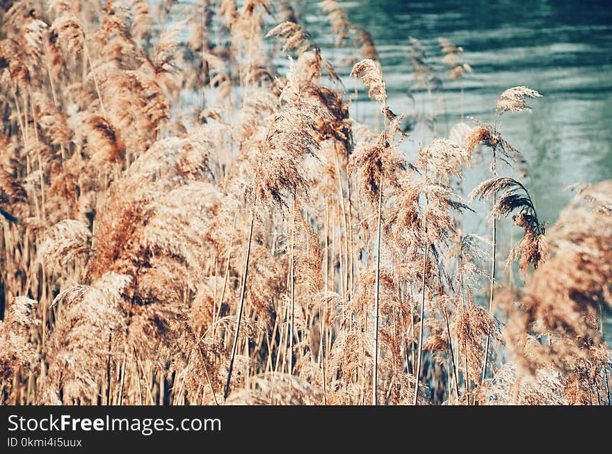 Photo Od Brown Dry Leafs