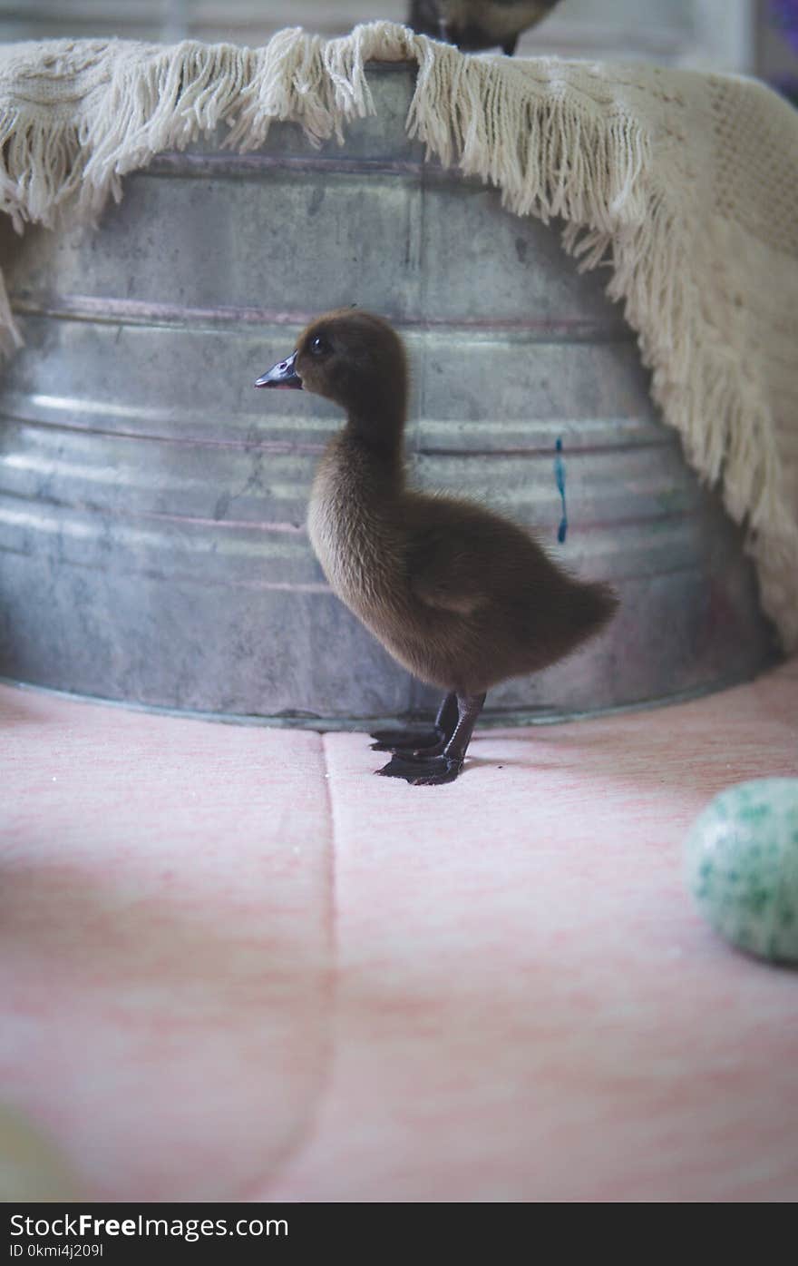 Brown Duckling Near Container