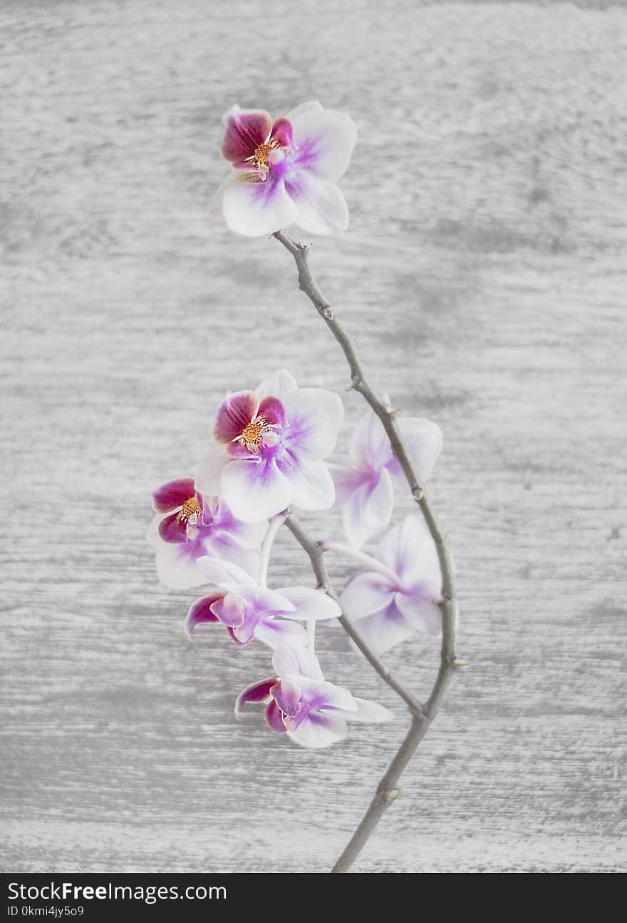 Close Up Photo of White and Pink Moth Orchid Flowers