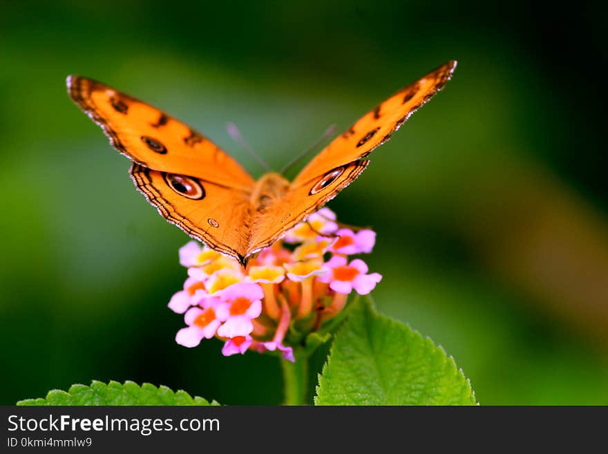 Photo of Butterfly