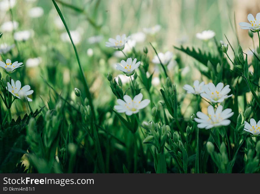 Selective Focus Photography of White Marguerite Daisy Flower