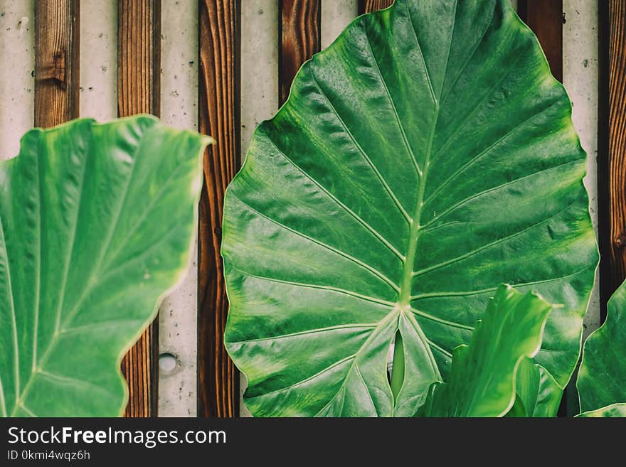 Green Plant Leaf Beside Brown Wooden Frame