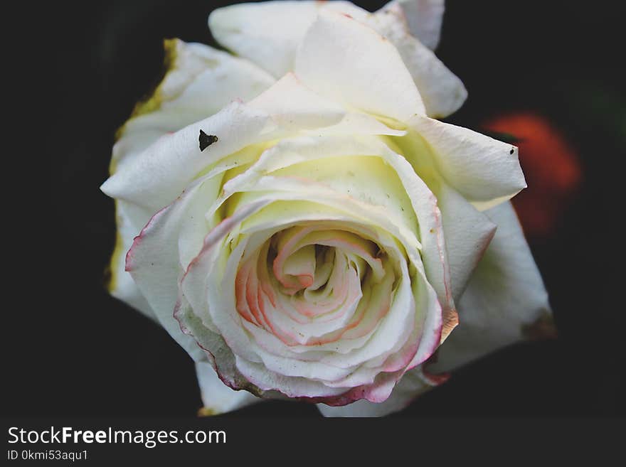 Closeup Photo of White Rose Flower