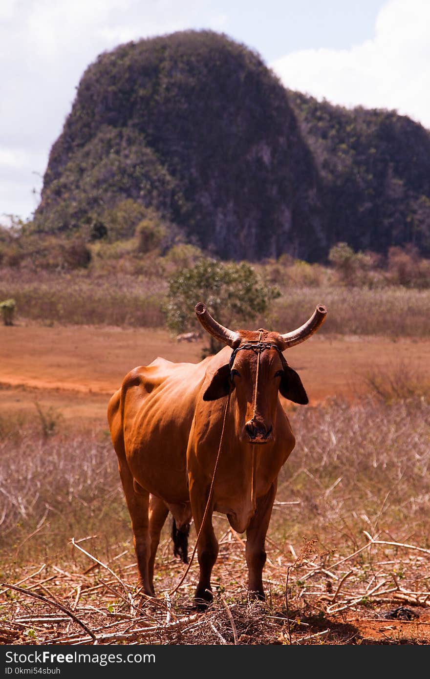 Brown Cow Standing on Grass