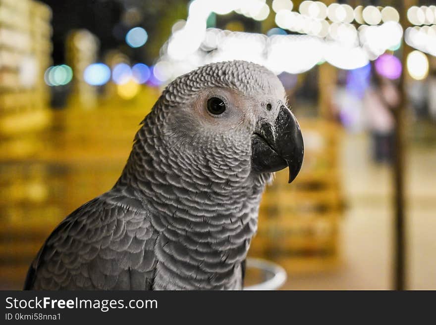 Shallow Focus Photography of Gray Parrot