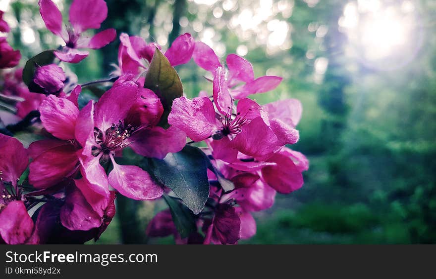 Selective Focus Photography of Pink Petaled Flowers