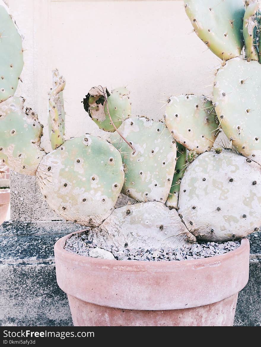 Close Up Photography of Cactus Plant in Clay Plant Pot