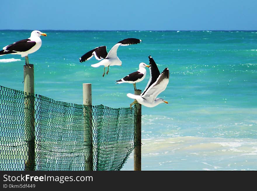 Seagulls Standing on a Wooden Fence Near a Beach