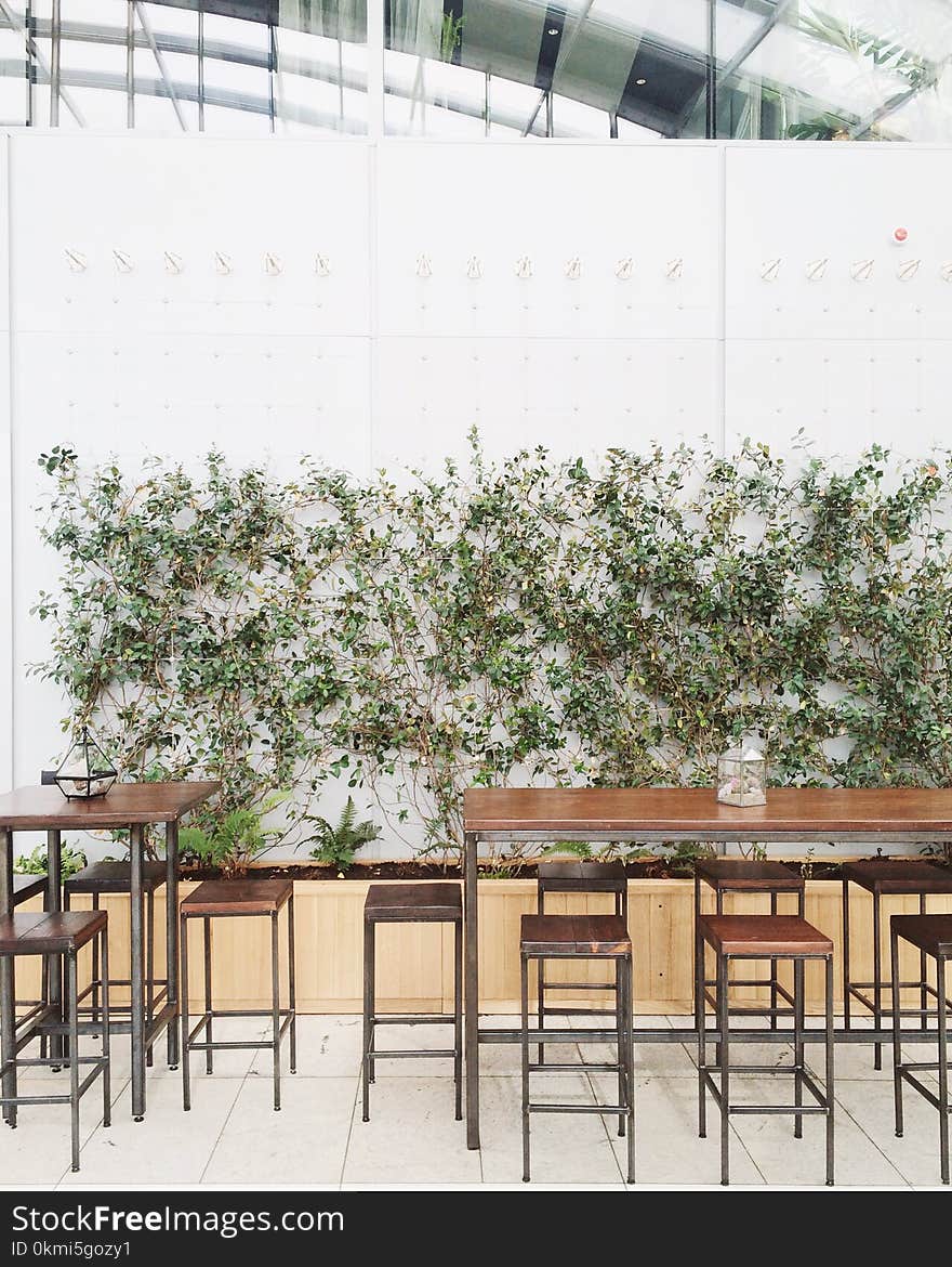 Green Plant Beside Dining Table and Chairs