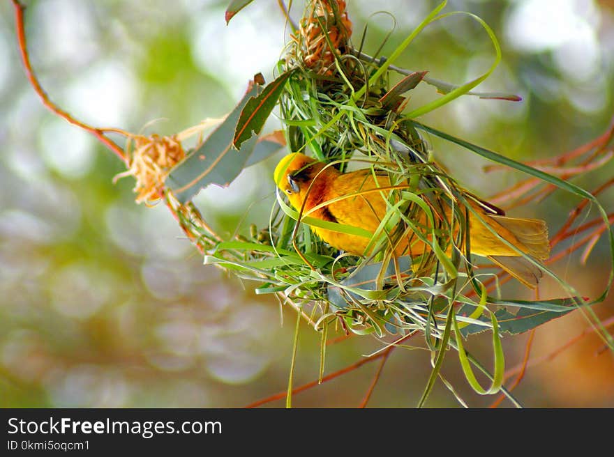 Yellow and Green Building Nest