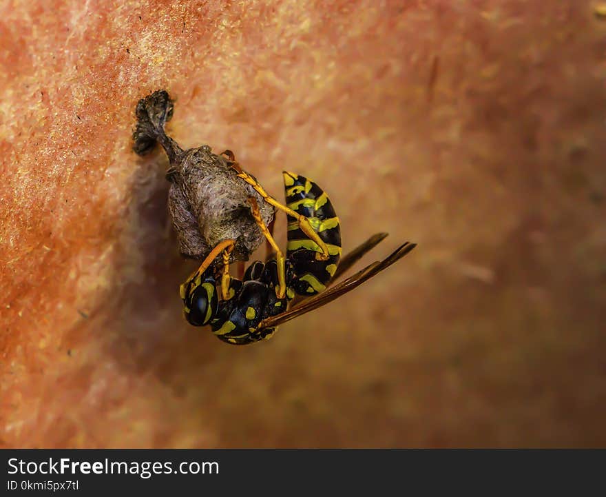 Black and Yellow Wasp on Brown Surface