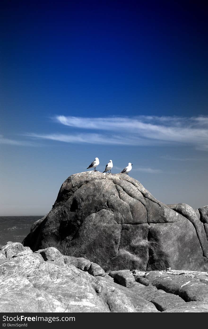 Three White Birds on Rock