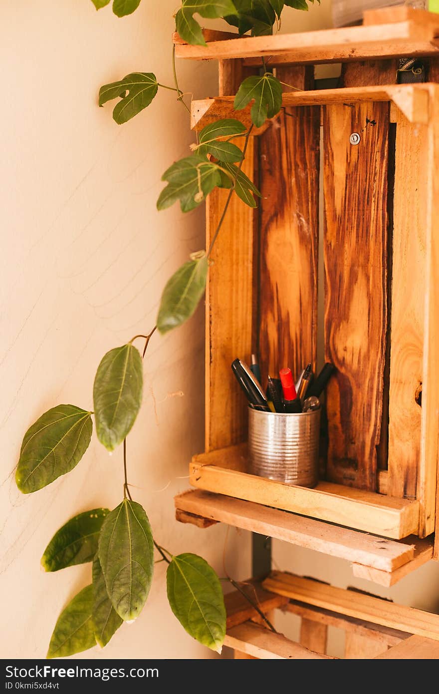 Green Oval Leaf Plant on Cabinet