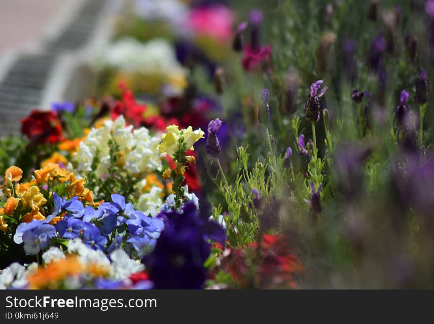 Assorted-color Flowers