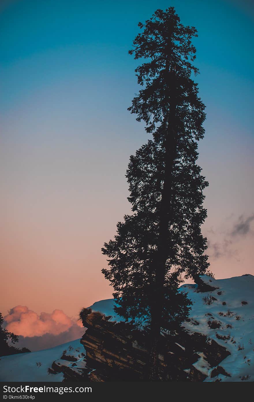 Pine Tree on Snow Covered Hill Under White and Blue Sky at Daytime