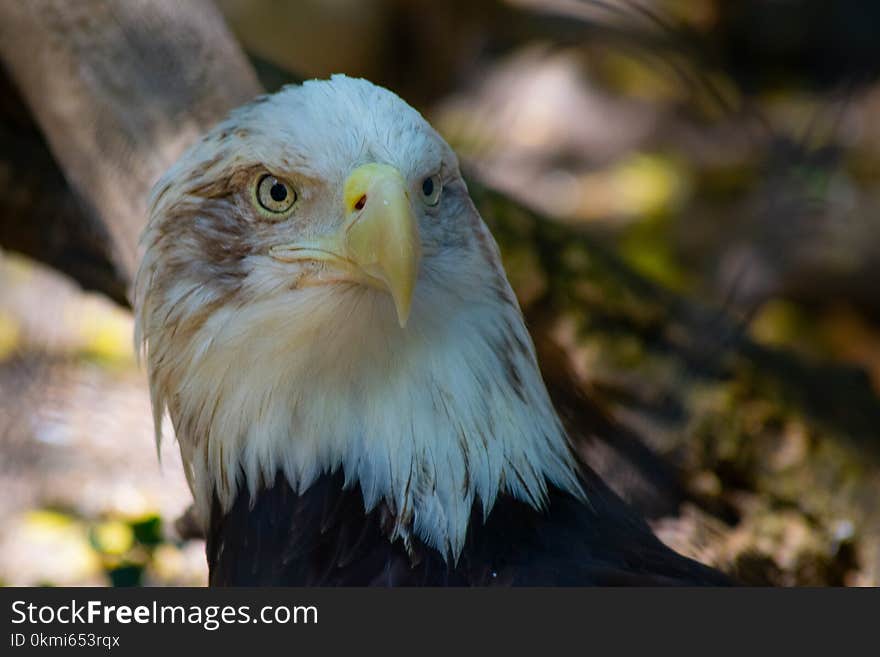 Photo of White and Black Eagle