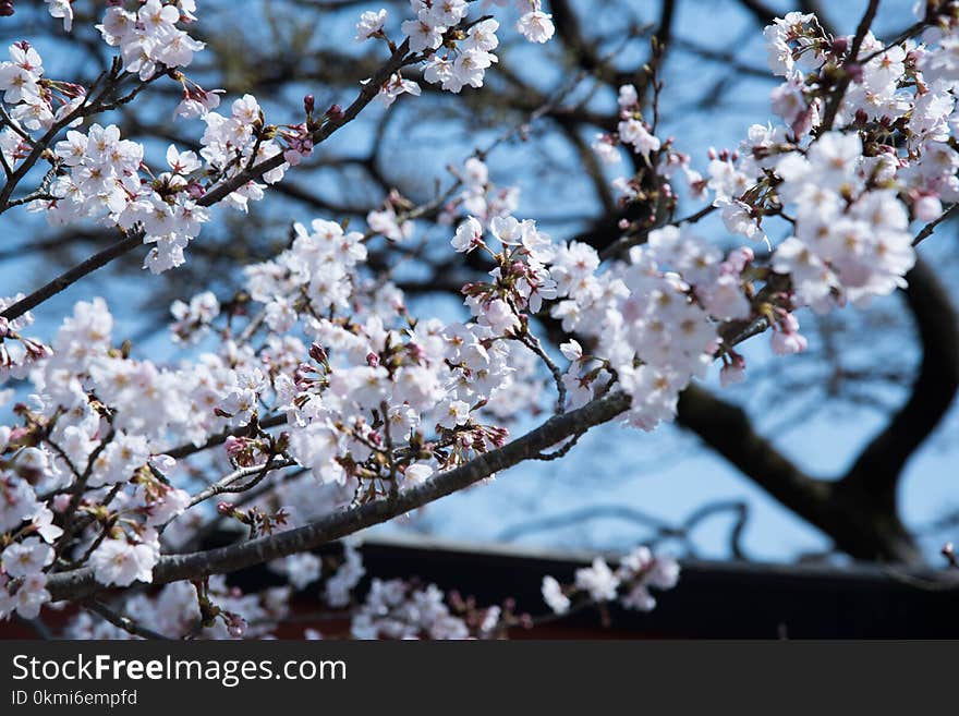 Selective Focus Photography of White Flowering Tree