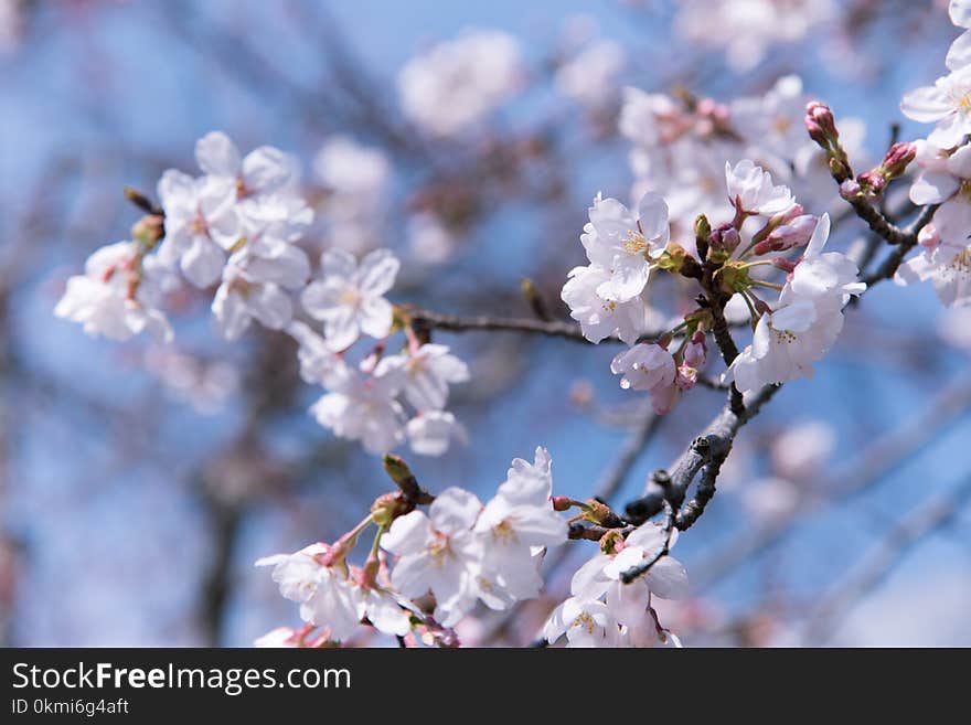 Selective Focus Photography of Pink Flowers