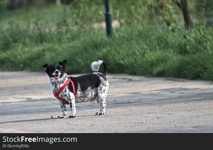 Photography of a Dog on Road