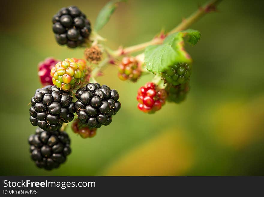 Shallow Focus Photography of Berries