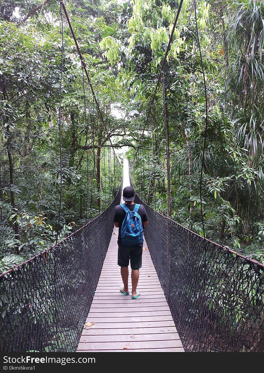 Man Walking on Hanging Bridge in Forest