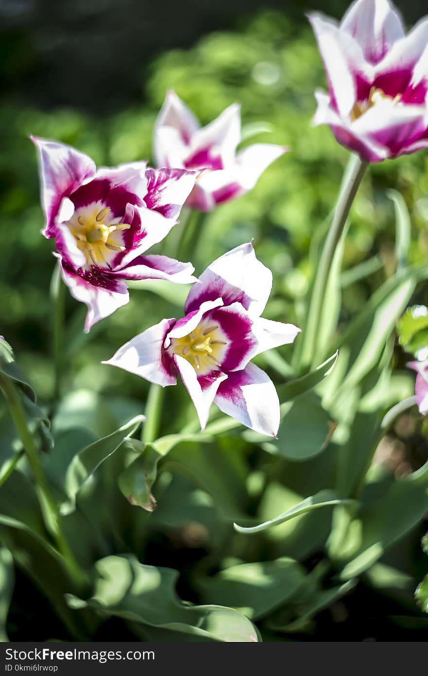 Close-Up Photography of Flowers